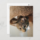 レーンジャー猫 ポストカード (正面/裏面)