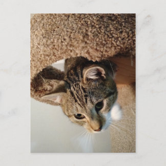 レーンジャー猫 ポストカード