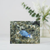 ロアタン島の青い魚 ポストカード (スタンド正面)