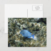 ロアタン島の青い魚 ポストカード (正面/裏面)
