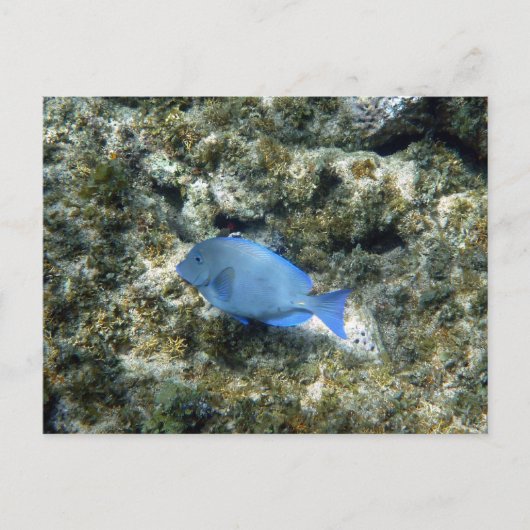 ロアタン島の青い魚 ポストカード (正面)