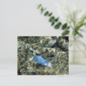 ロアタン魚 ポストカード (スタンド正面)