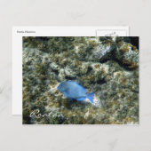 ロアタン魚 ポストカード (正面/裏面)