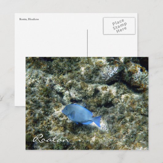 ロアタン魚 ポストカード (正面/裏面)