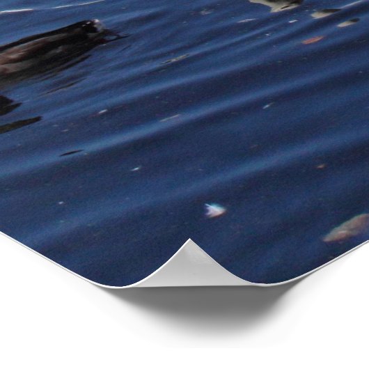 ロアースパークレイクカーディフで白鳥と他の鳥 ポスター (角)