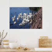 ロアースパークレイクカーディフで白鳥と他の鳥 ポスター (キッチン)