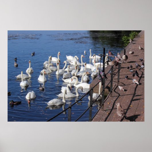 ロアースパークレイクカーディフで白鳥と他の鳥 ポスター (正面)