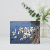 ロアースパークレイクカーディフで白鳥と他の鳥 ポストカード (スタンド正面)