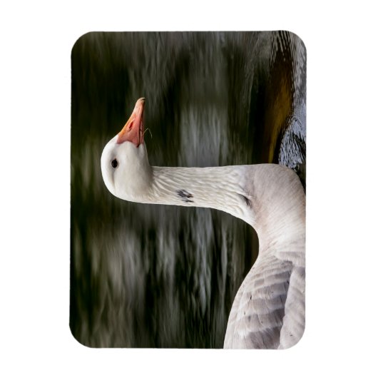 ロイシズムのカナダガチョウ マグネット (縦)