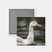 ロイシズムのカナダガチョウ マグネット (正面/裏面)