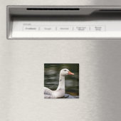 ロイシズムのカナダガチョウ マグネット (インサイチュ (食洗機))