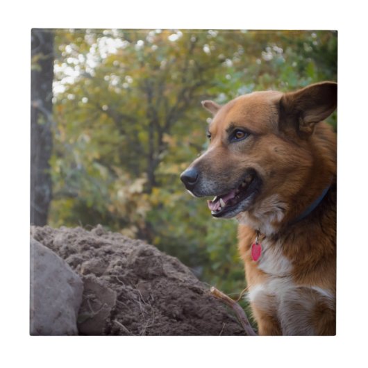 ロイヤリティの一見 タイル (正面)