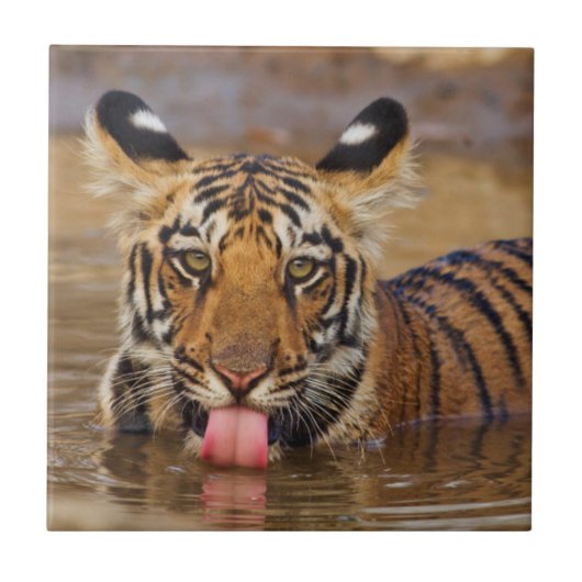 ロイヤルベンガルタイガーの子、飲水 タイル (正面)