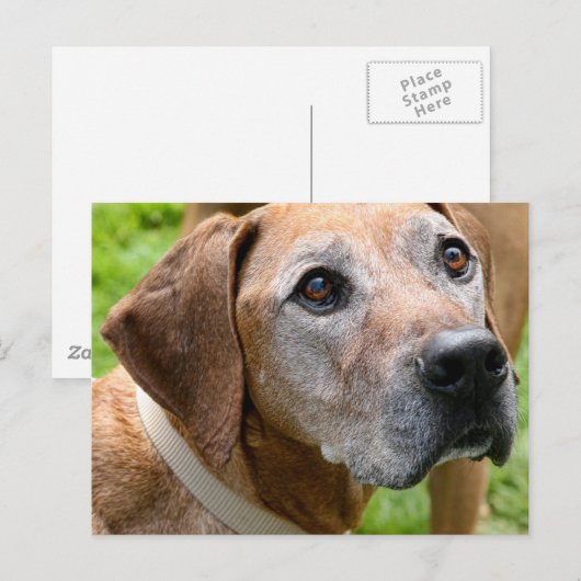 ロウディ ポストカード (正面/裏面)