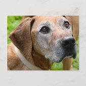 ロウディ ポストカード (正面)