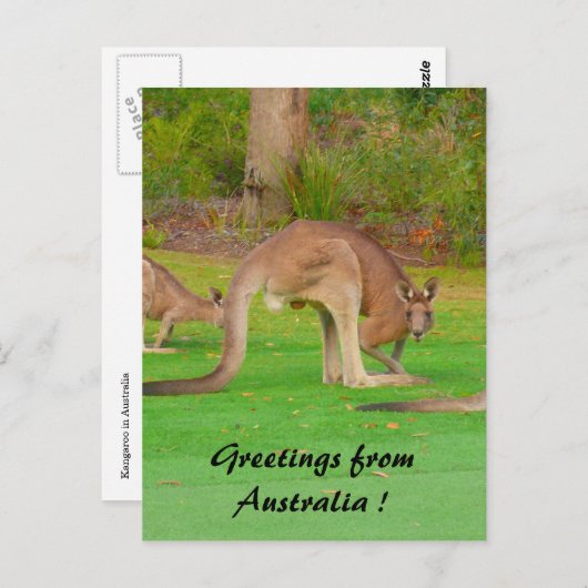 ロオ ポストカード (正面/裏面)