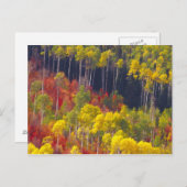 ロガンカラフル・キャニオン・ユタ州の《植物》アスペン ポストカード (正面/裏面)