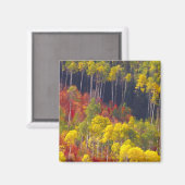 ロガンカラフル・キャニオン・ユタ州の《植物》アスペン マグネット (正面/裏面)