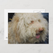 ロガートロマグノロ葉書 ポストカード (正面/裏面)