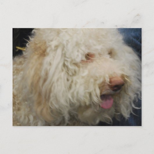 ロガートロマグノロ葉書 ポストカード (正面)