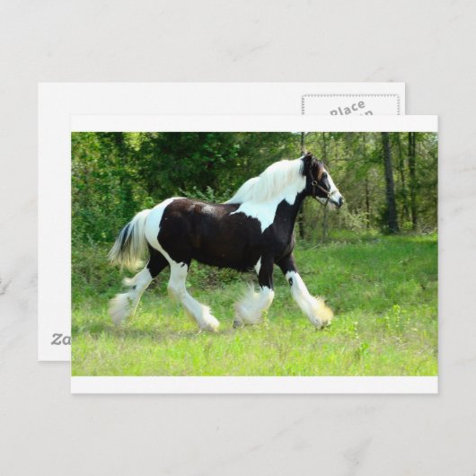 ロキシー ポストカード (正面/裏面)