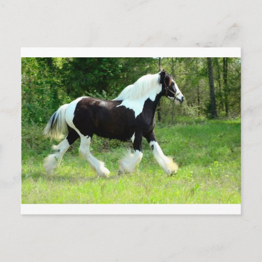 ロキシー ポストカード (正面)