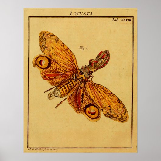 ロクスタ ポスター (正面)