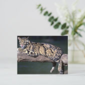 ログにClouded Leopard ポストカード (スタンド正面)