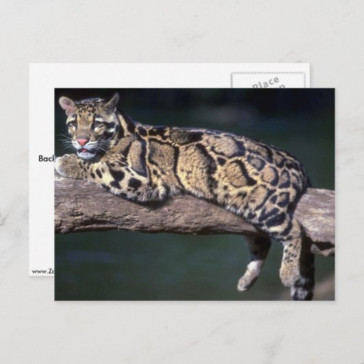 ログにClouded Leopard ポストカード (正面/裏面)