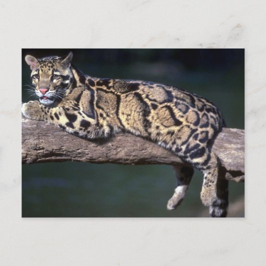 ログにClouded Leopard ポストカード (正面)