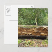 ログの切り刻み ポストカード (正面/裏面)