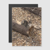 ログの子猫 (正面/裏面)