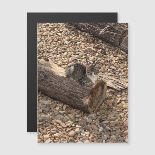 ログの子猫 (正面/裏面)