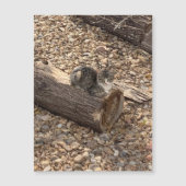 ログの子猫 (正面)