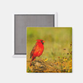 ログの（鳥）ショウジョウコウカンチョウ（オス） マグネット (正面/裏面)