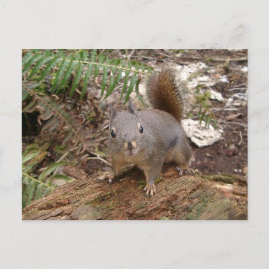 ログ上のファジーの若葉書 ポストカード (正面)