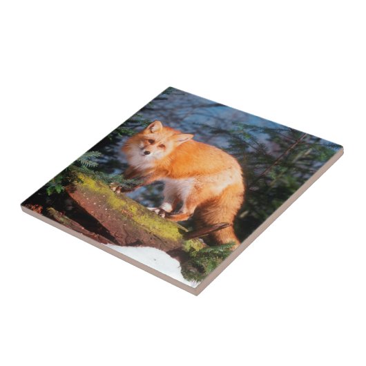 ログ上の赤いキツネ タイル (側面)