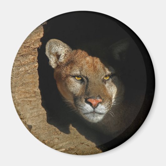 ログ3"マグネットに隠れているマウンチアシカ マグネット (正面)