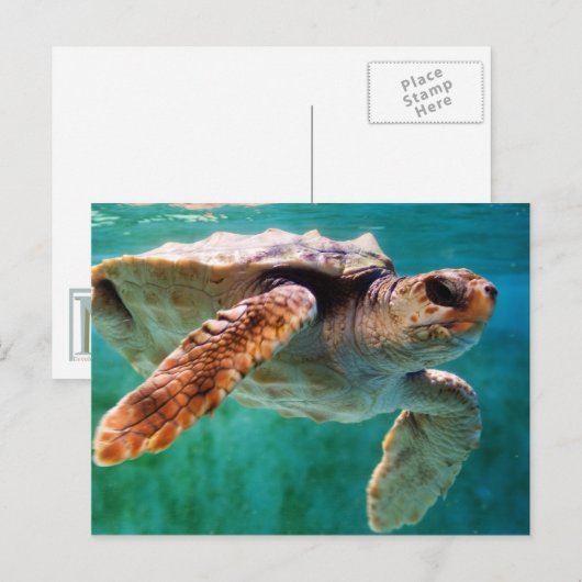 ログ#2はがき ポストカード (正面/裏面)