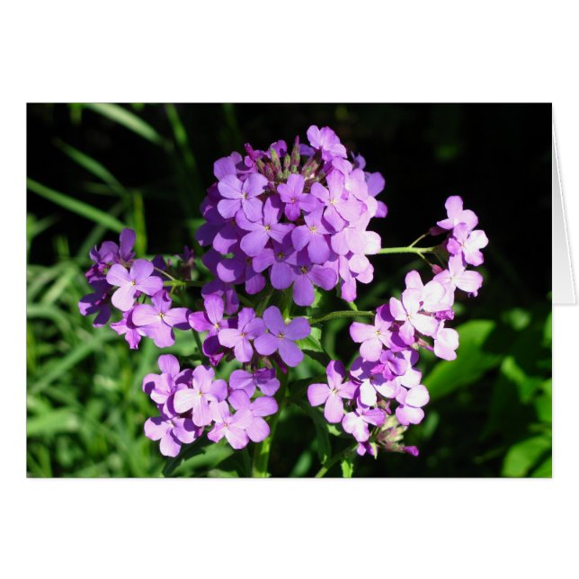 ロケット貴婦人の (正面横)