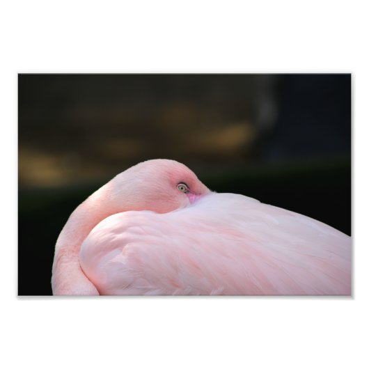 ロサンゼルス動物園 フォトプリント            (正面)