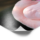 ロサンゼルス動物園 フォトプリント            (角)