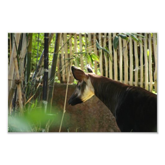 ロサンゼルス動物園 フォトプリント            (正面)