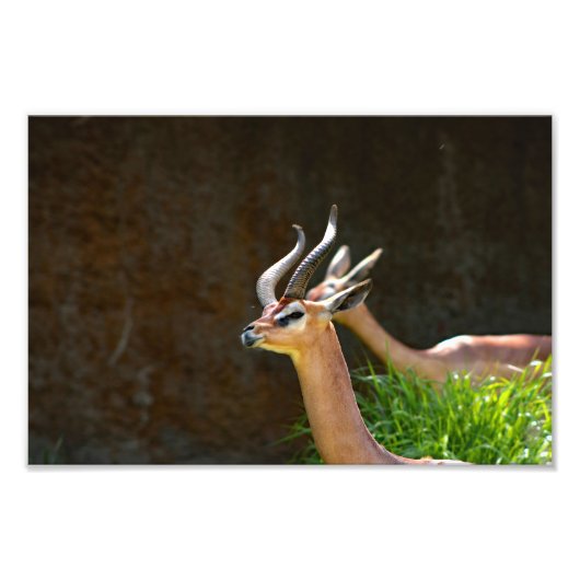 ロサンゼルス動物園 フォトプリント            (正面)