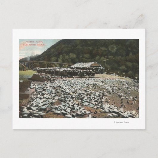 ロサンゼルス、カリフォルニア鳩ファームのビュー ポストカード (正面)