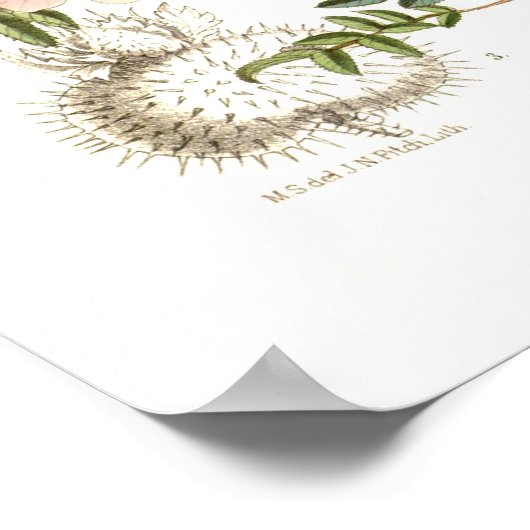 ロサ属 ポスター (角)