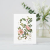 ロサ属 ポストカード (スタンド正面)