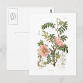 ロサ属 ポストカード (正面/裏面)