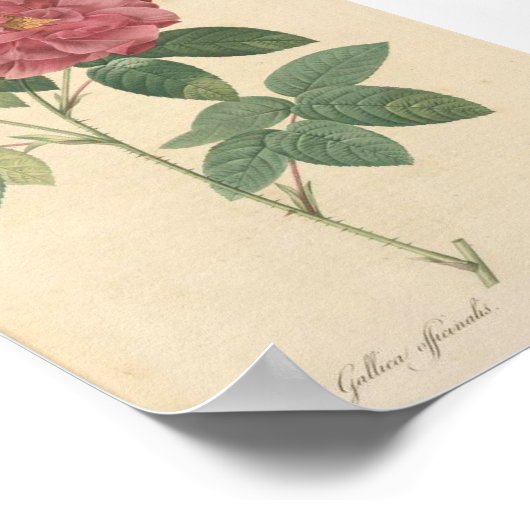 ロサ・ガリカオフィニアス ポスター (角)