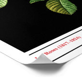 ロサ・ダマシン・コキネア・ブラック・ポスター ポスター (角)